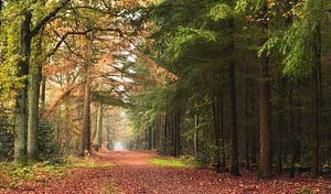 Forêt d'automne