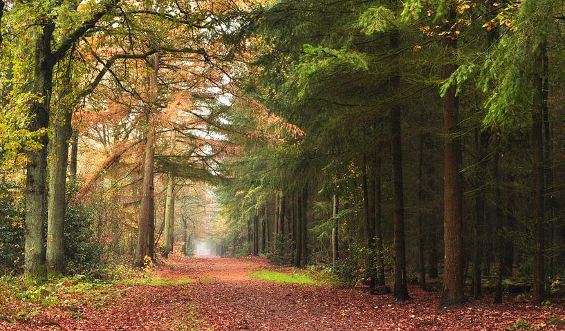 Herbstwald von Corinne Welp