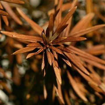 Brown spines / needles by Lynn van Baaren