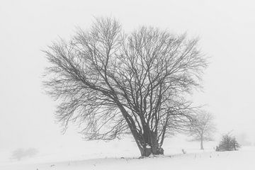 Baum im Winter von Gottfried Carls