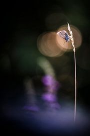 Sentiment de nature dans la soirée sur Bob Daalder