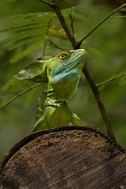 Basilic à couronne verte