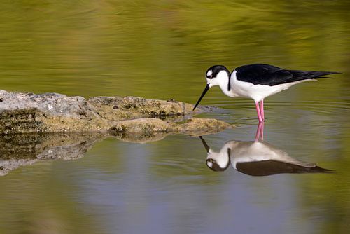 Vogel in de Everglades
