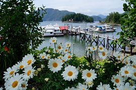 Ruhiger und schöner kleiner Hafen Knight Inlet von TidalCircle