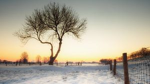 Baum im Morgenlicht #1