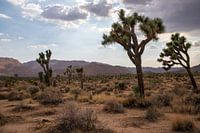 Joshua Tree prachtig park in Californië