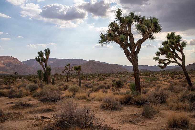 Joshua Tree prachtig park in Californië van Ton Tolboom