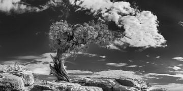 Oude boom in de Canyonlands / USA in zwart-wit . van Manfred Voss, Zwart-Wit Fotografie