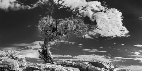 Oude boom in de Canyonlands / USA in zwart-wit .