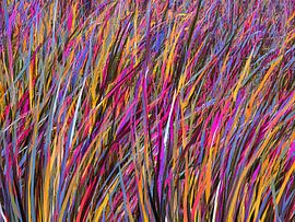 Abstraktes farbiges Gras von Digital Picture Bakery