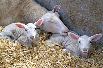 Moederschaap met haar lammetjes van Judith Cool