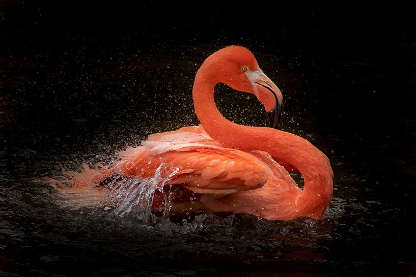 Red Flamingo, bird portrait. by Gert Hilbink