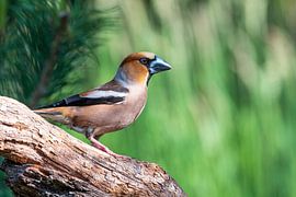 Kernbeißer im Wald am Lemelerberg von Merijn Loch
