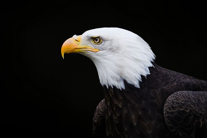 Portrait of a sea eagle by Elles Rijsdijk