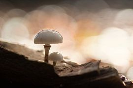 Mushrooms in the Forest by Mireille Breen