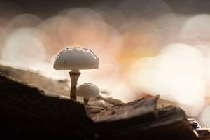 Paddenstoelen in het Bos van Mireille Breen