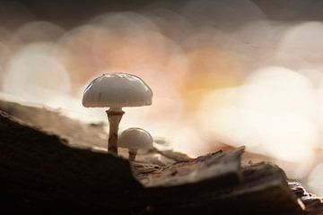 Champignons dans la forêt sur Mireille Breen