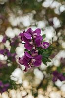 Purple flowers