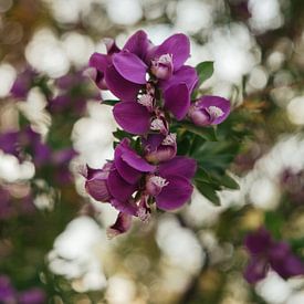 Purple flowers by Sigrid Olschinski