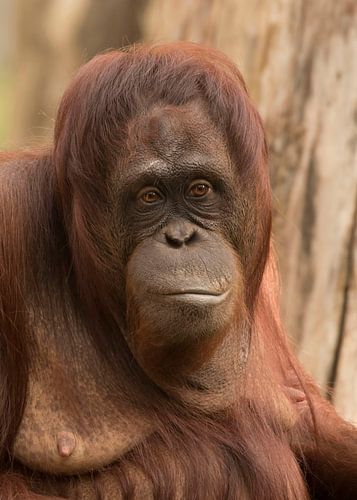 in gedachte van anja voorn