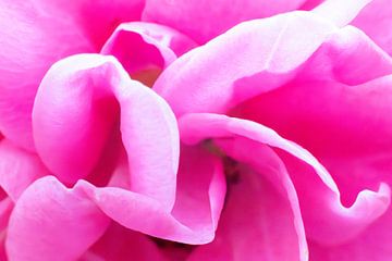 Een Diepe Duik in de Delicate Schoonheid van een Roze Roos van Remco Ditmar