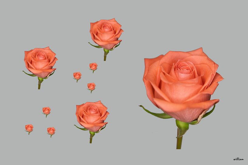 Rosa Rosen auf grauem Hintergrund von whmpictures .com
