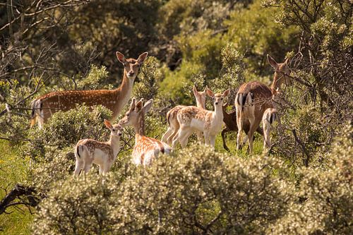 Pedigree deer in the dunes