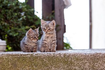Kitten van Thomas Heitz