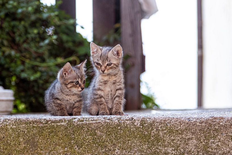 Kitten van Thomas Heitz