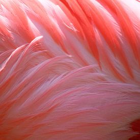 Flamingo von Fabian  van Bakel