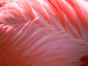 Flamant rose sur Fabian  van Bakel