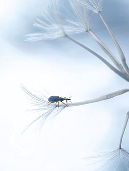 Welchen Weg soll man einschlagen...