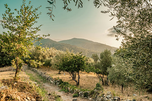 Idyllic orchard in Italy