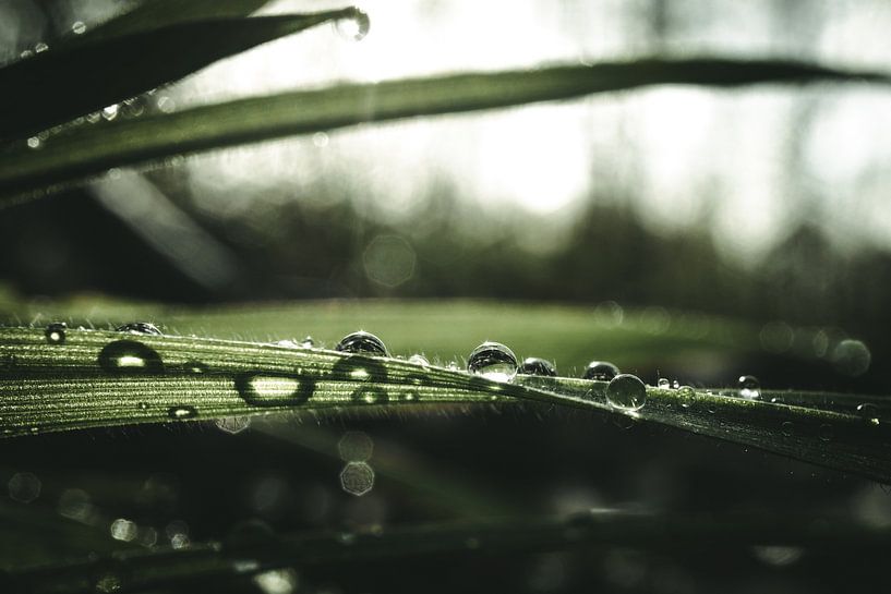 Drops in the morning light by Jan