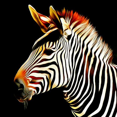 Zebra - zèbre
