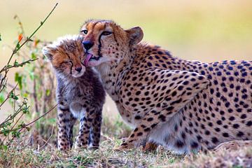 Gleparden moeder met jonge van Peter Michel