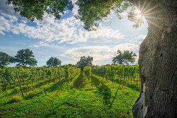 Morellino di Scansano Weinberge und ein Baum