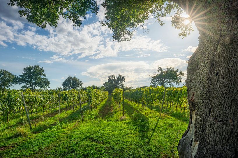 Morellino di Scansano Weinberge und ein Baum von Stefano Orazzini