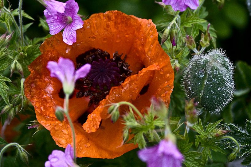 Reuze klaproos in de regen by foto-fantasie foto-fantasie
