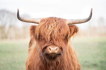 La gloire rustique des Highlands - Vache écossaise des Highlands sur Femke Ketelaar