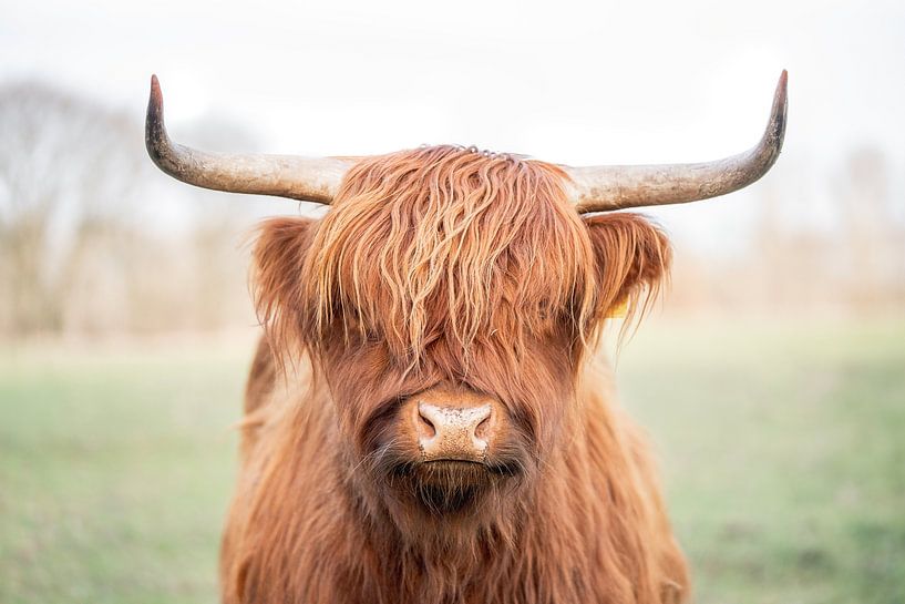 De Rustieke Glorie van het Hoogland Schotse hooglander koe van Femke Ketelaar