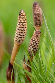 Horsetail by Jack Van de Vin