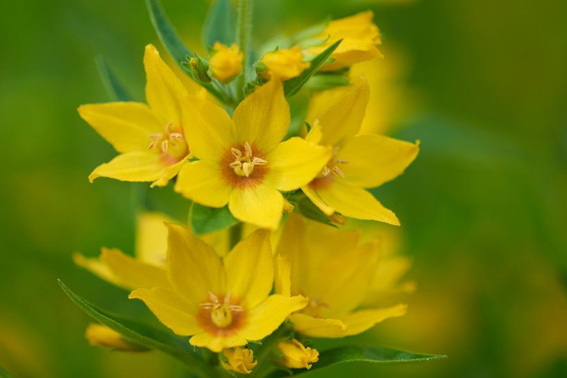 Punktierter Gilbweiderich von Karin Jähne