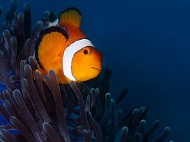 Nemo in a blue underwater world by Mieke Noordanus