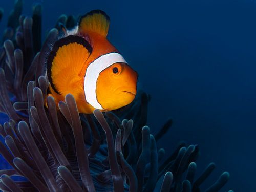 Nemo in einer blauen Unterwasserwelt