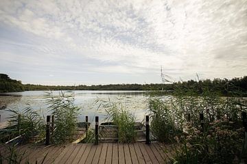 Typische niederländische Wälder