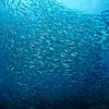 Fische