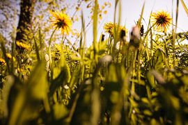 Spring blooms: Dandelions in the Grass