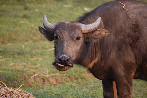 Waterbuffel