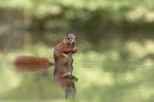 Spiegelung eines Eichhörnchens